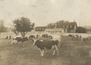 PHS-Bldg-Cows008